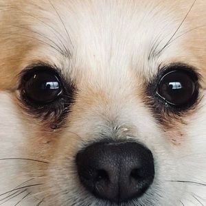 Meet your Posher, Ben